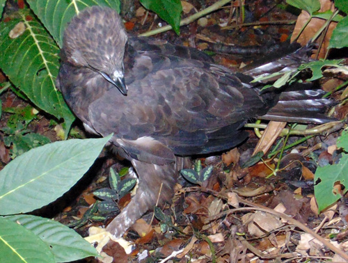 BKSDA North Sumatra Releases 2 Confiscated Eagles in Sibolangit Nature Recreation Park (April 18, 2016)